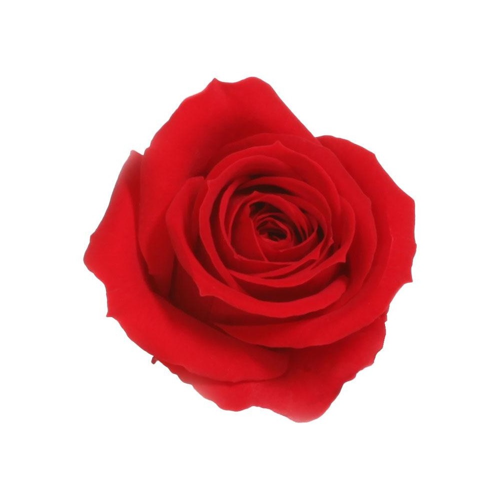 SCATOLA 12 ROSE MINI CAPULLO R